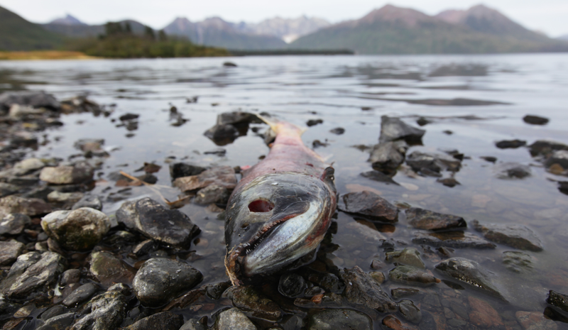Salmon are left without energy after their arduous journey back to their spawning grounds, and the shores of Lake Nerka are littered with salmon carcasses. But in their wake, millions of eggs will hatch an entire new generation of salmon. Photo credit: Duncan Sullivan